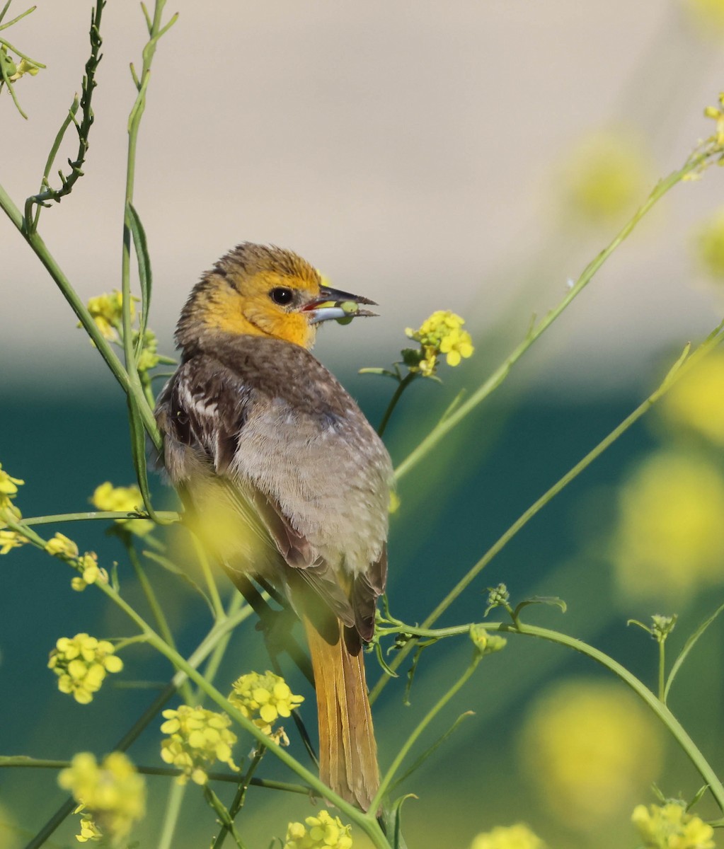 Bullock's Oriole - ML619975790