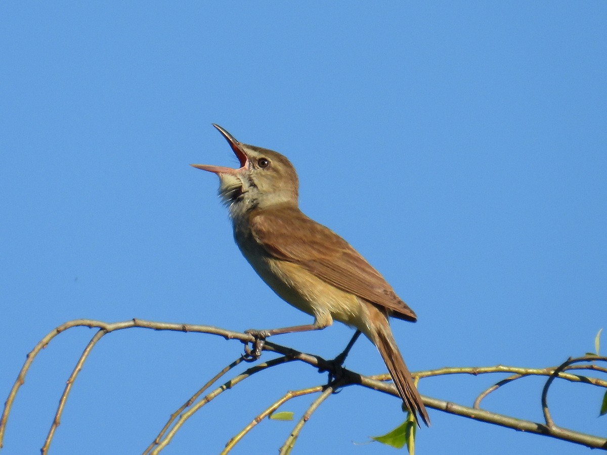 Oriental Reed Warbler - ML619975791