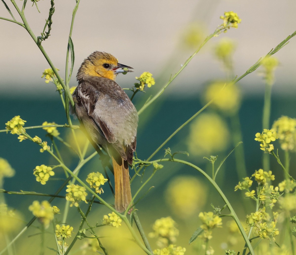 Bullock's Oriole - ML619975793