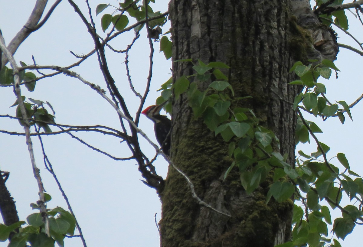 Pileated Woodpecker - ML619975800