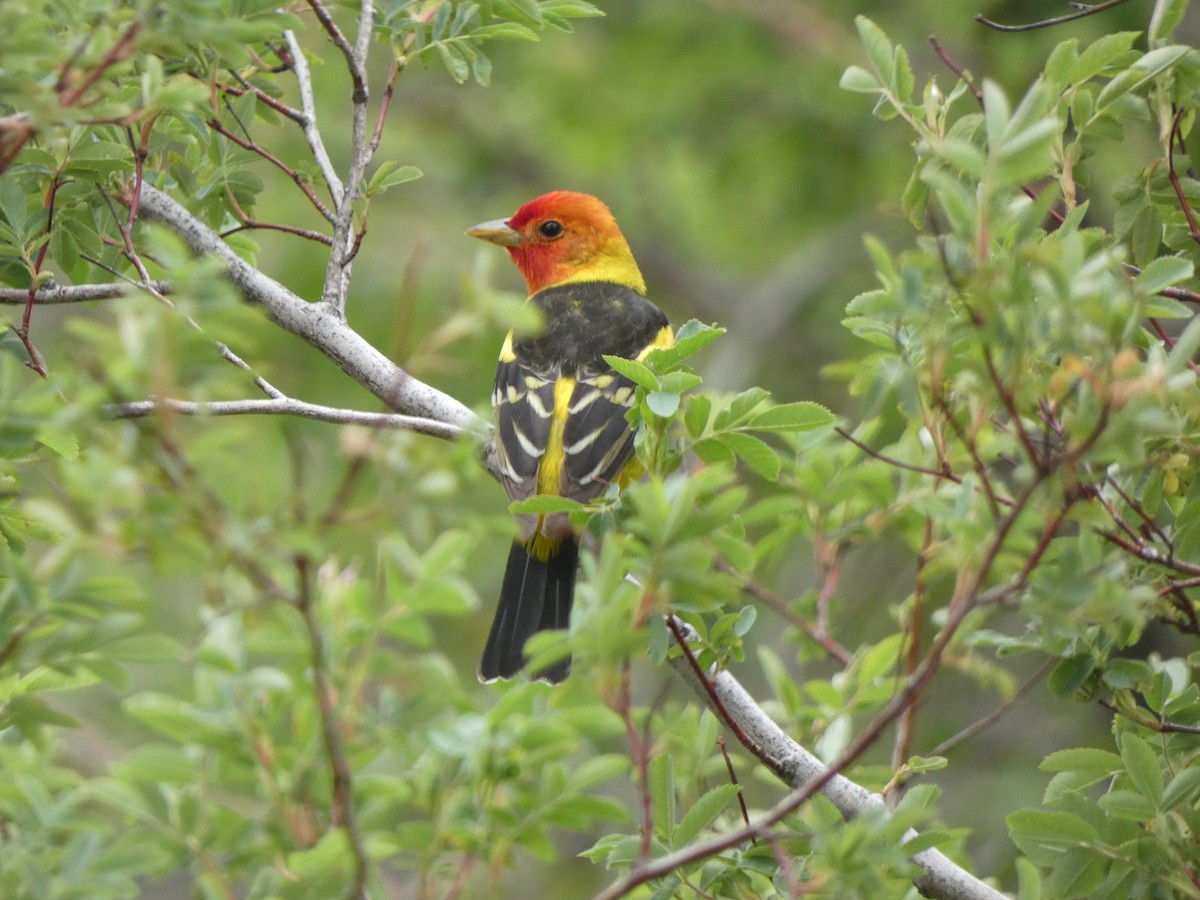 Western Tanager - ML619975804
