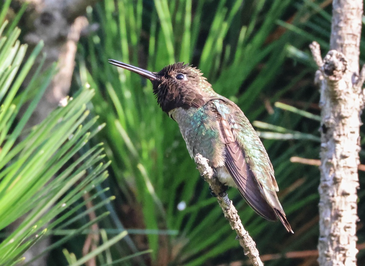 Anna's Hummingbird - ML619975810