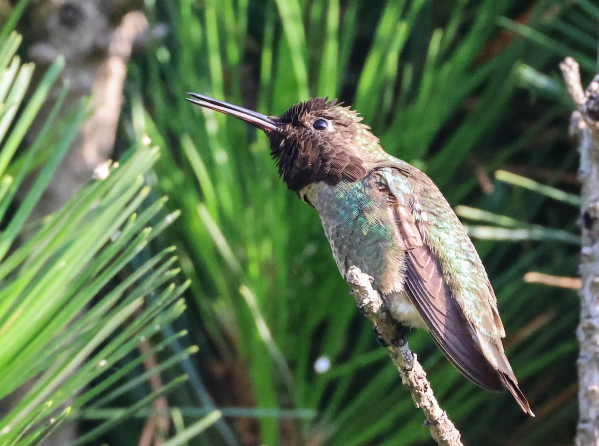 Anna's Hummingbird - ML619975811