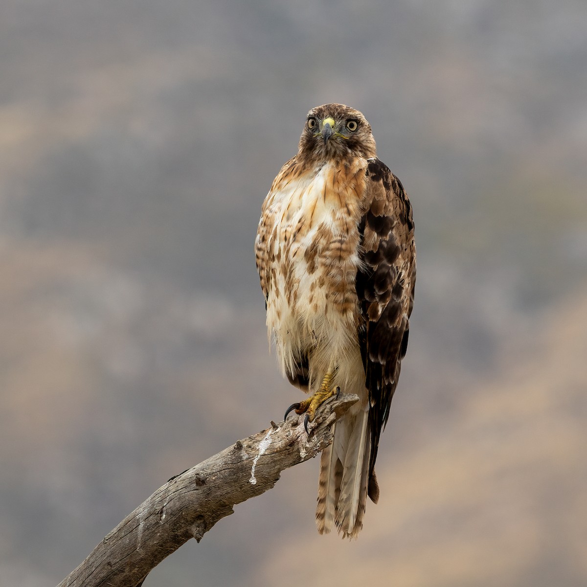 Red-tailed Hawk - ML619975821