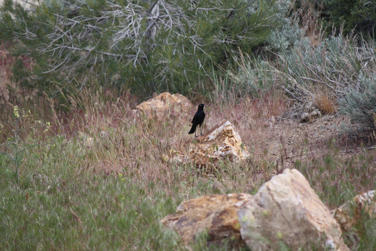 Brewer's Blackbird - ML619975838