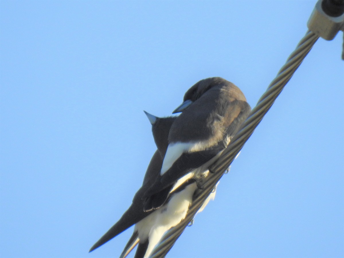 White-breasted Woodswallow - ML619975848
