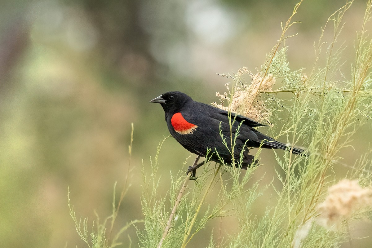 Red-winged Blackbird - ML619975853