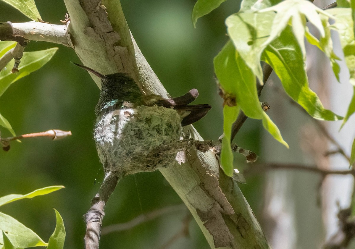 kolibřík mexický - ML619975864