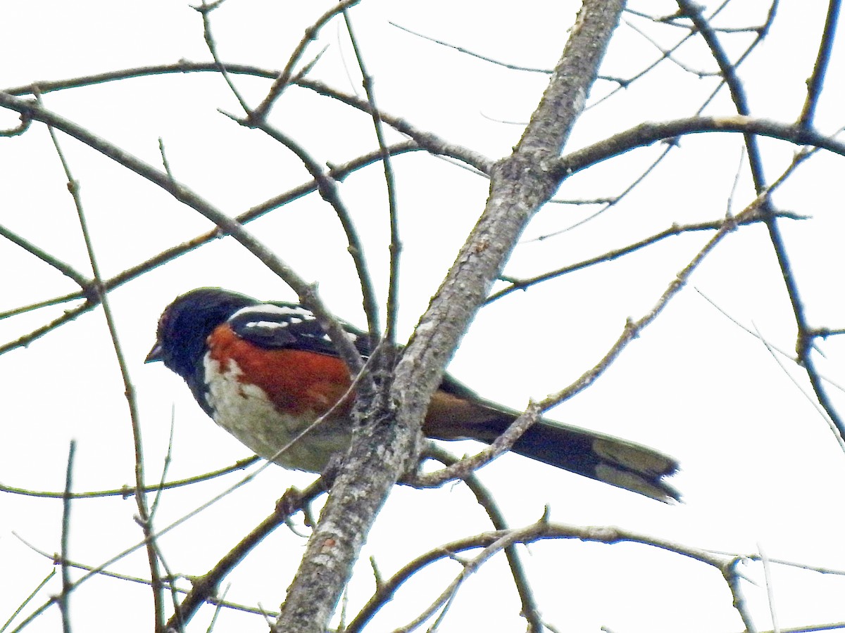 Spotted Towhee - ML619975876