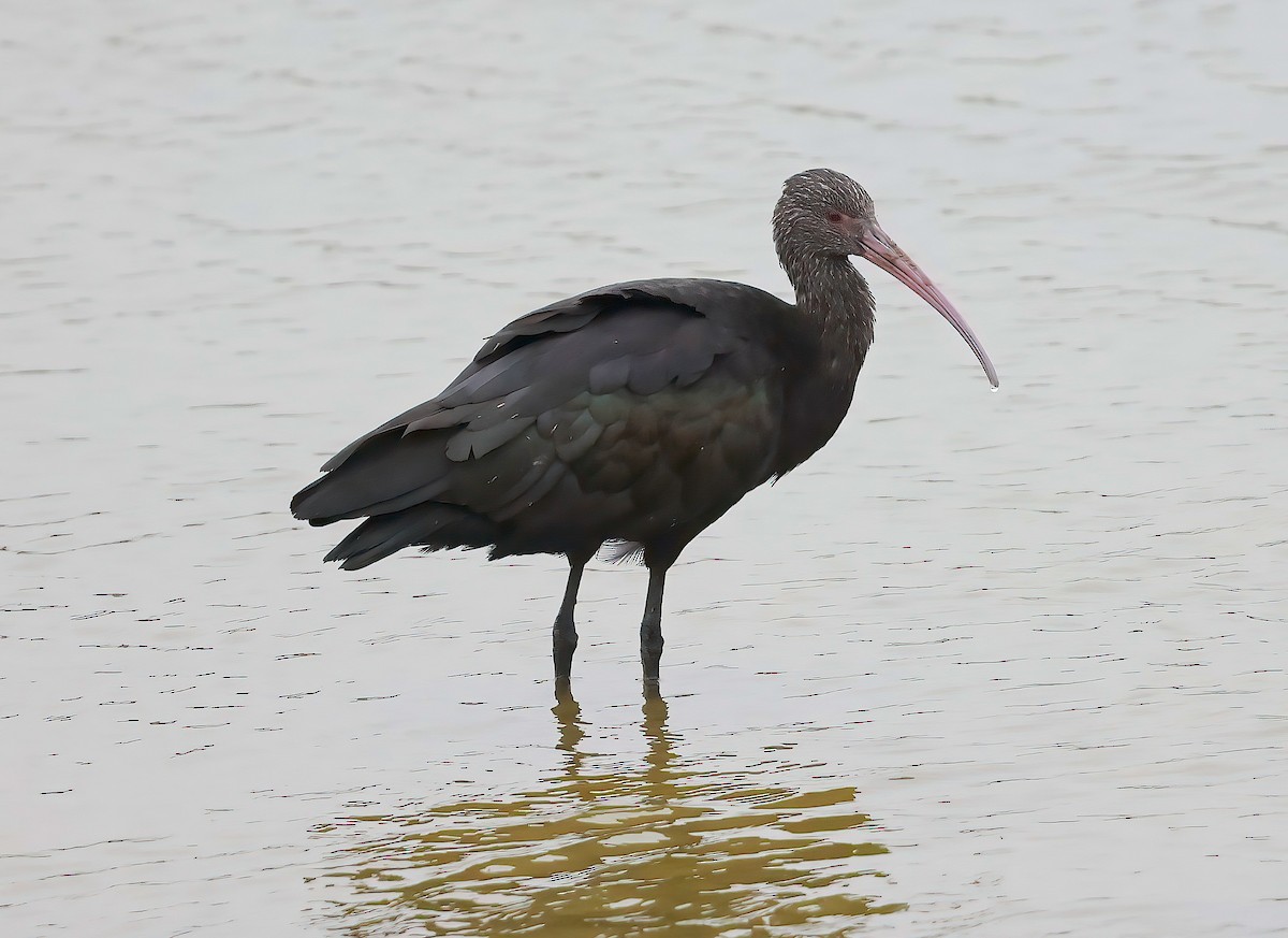 ibis andský - ML619975888
