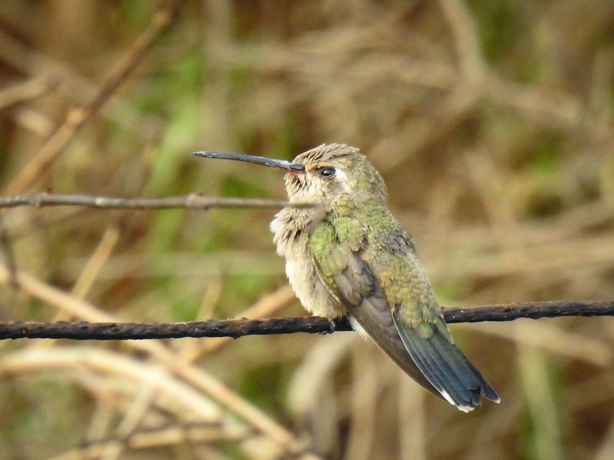 Broad-billed Hummingbird - ML619975896