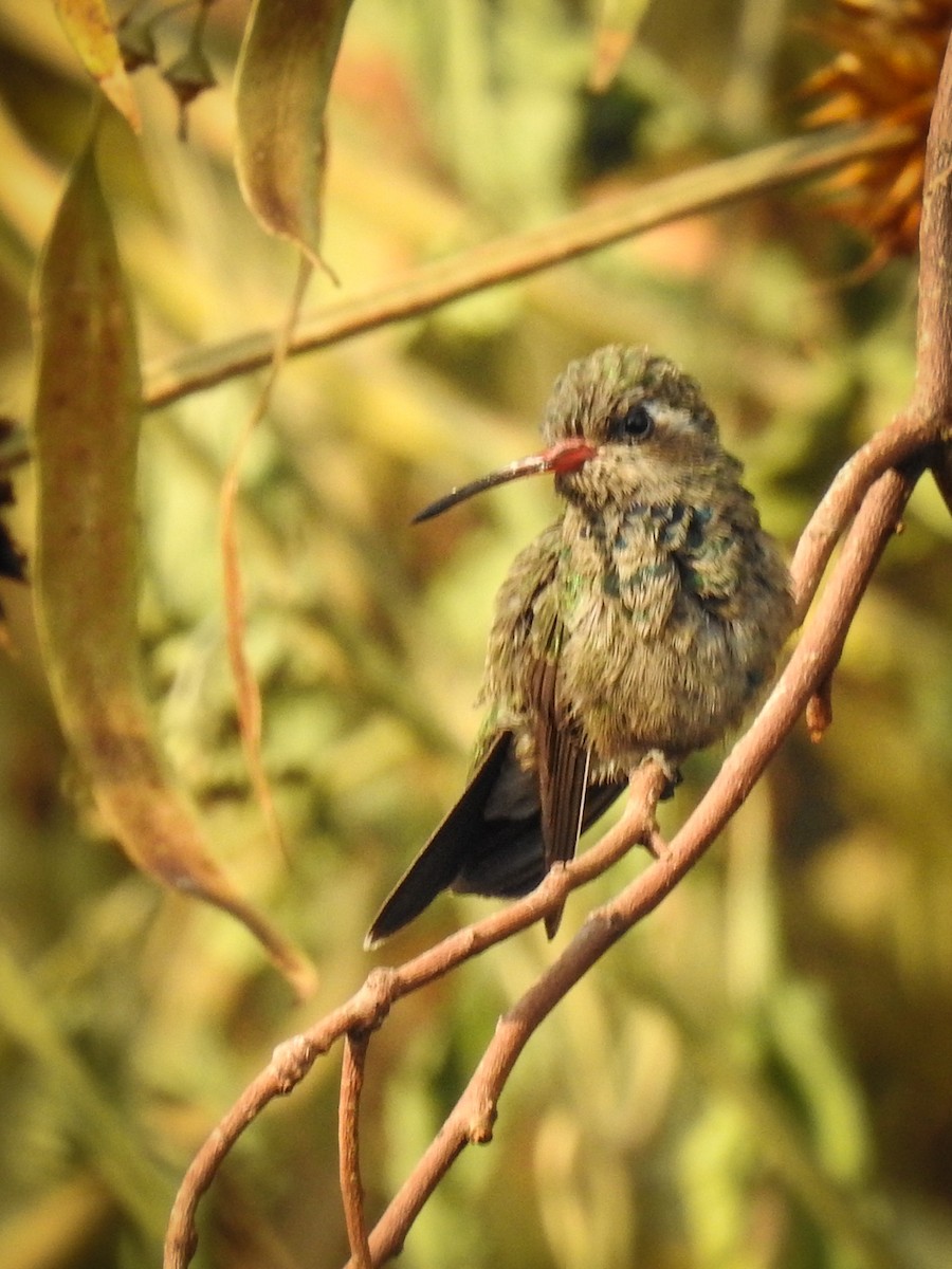 Broad-billed Hummingbird - ML619975897