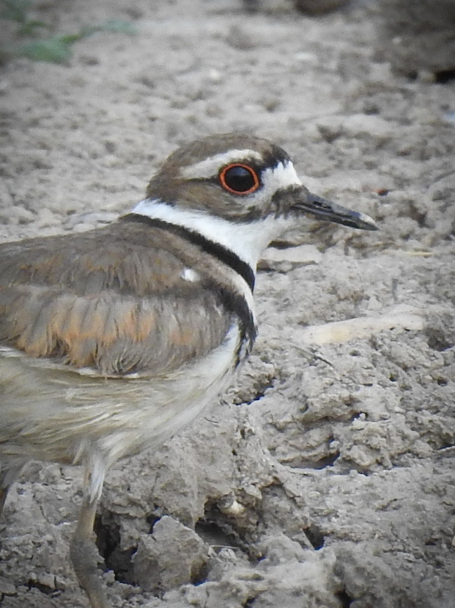 Killdeer - ML619975908