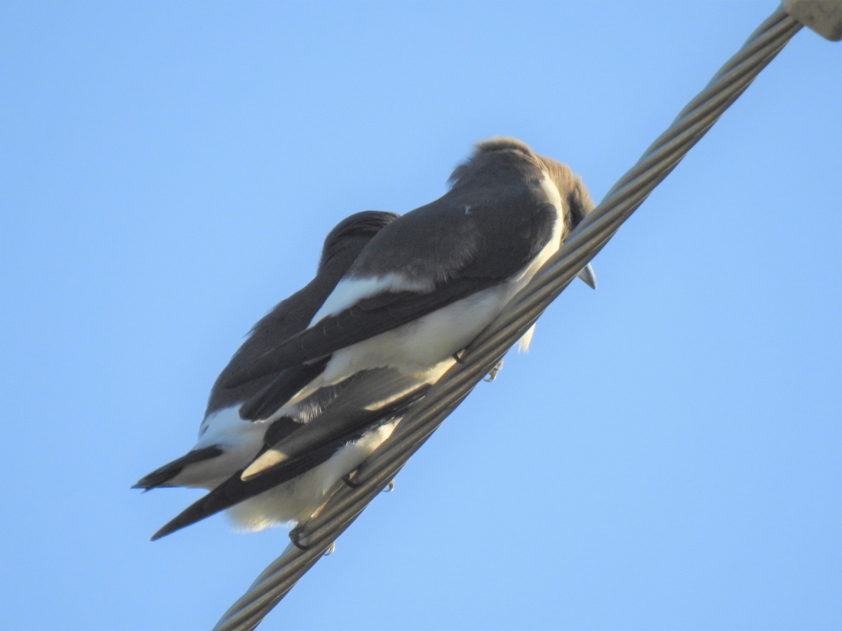 White-breasted Woodswallow - ML619975911