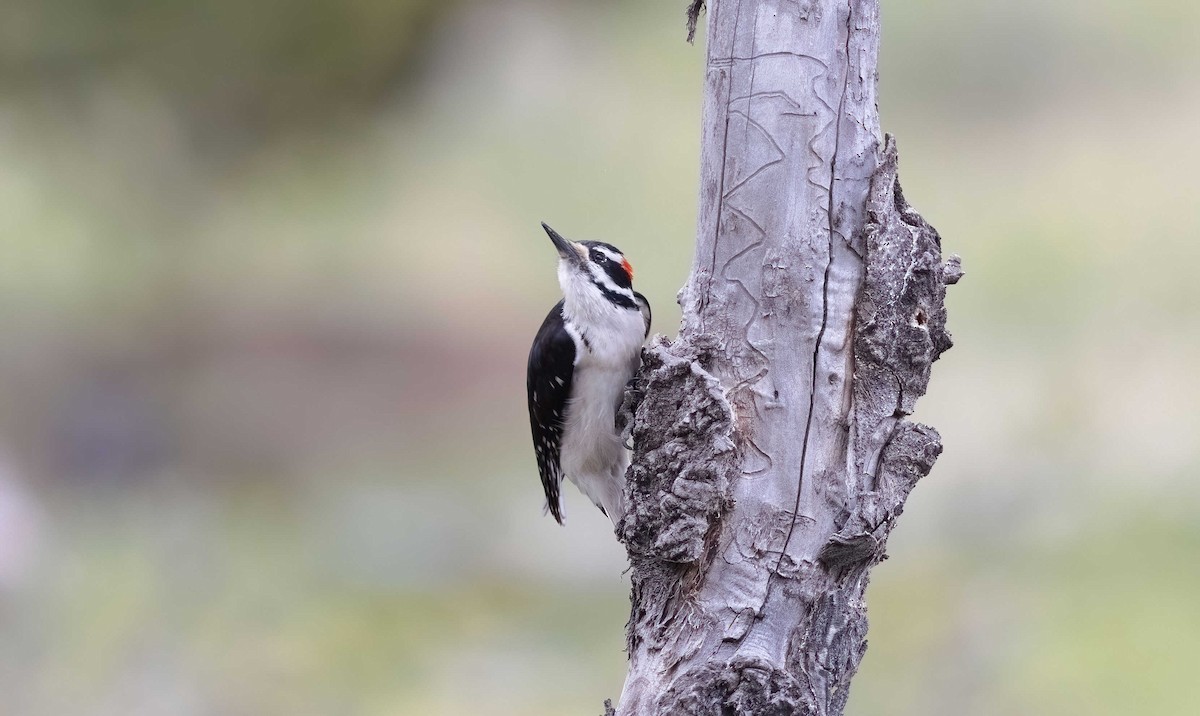 Hairy Woodpecker (Rocky Mts.) - ML619975921