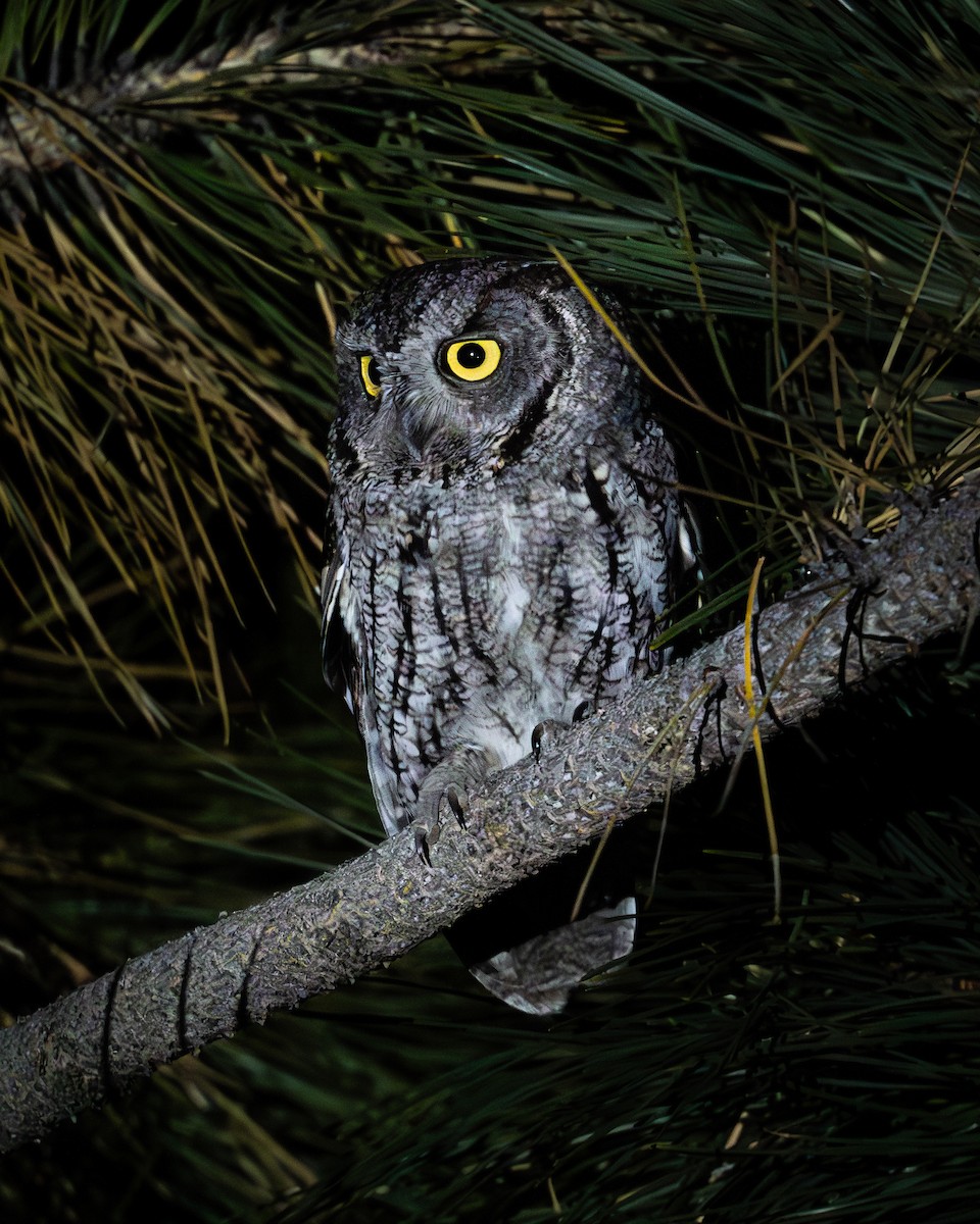 Western Screech-Owl - ML619975922