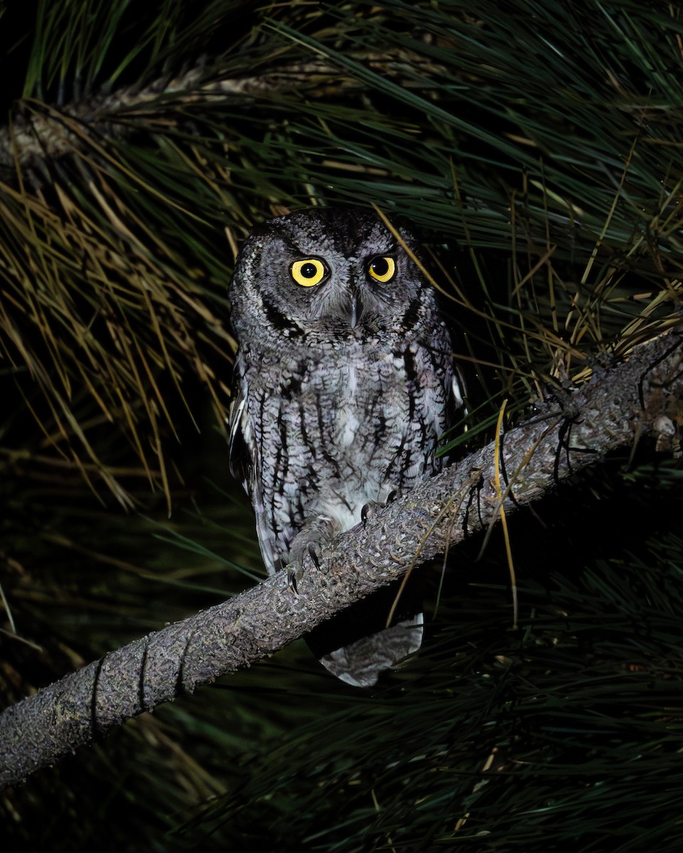 Western Screech-Owl - ML619975923