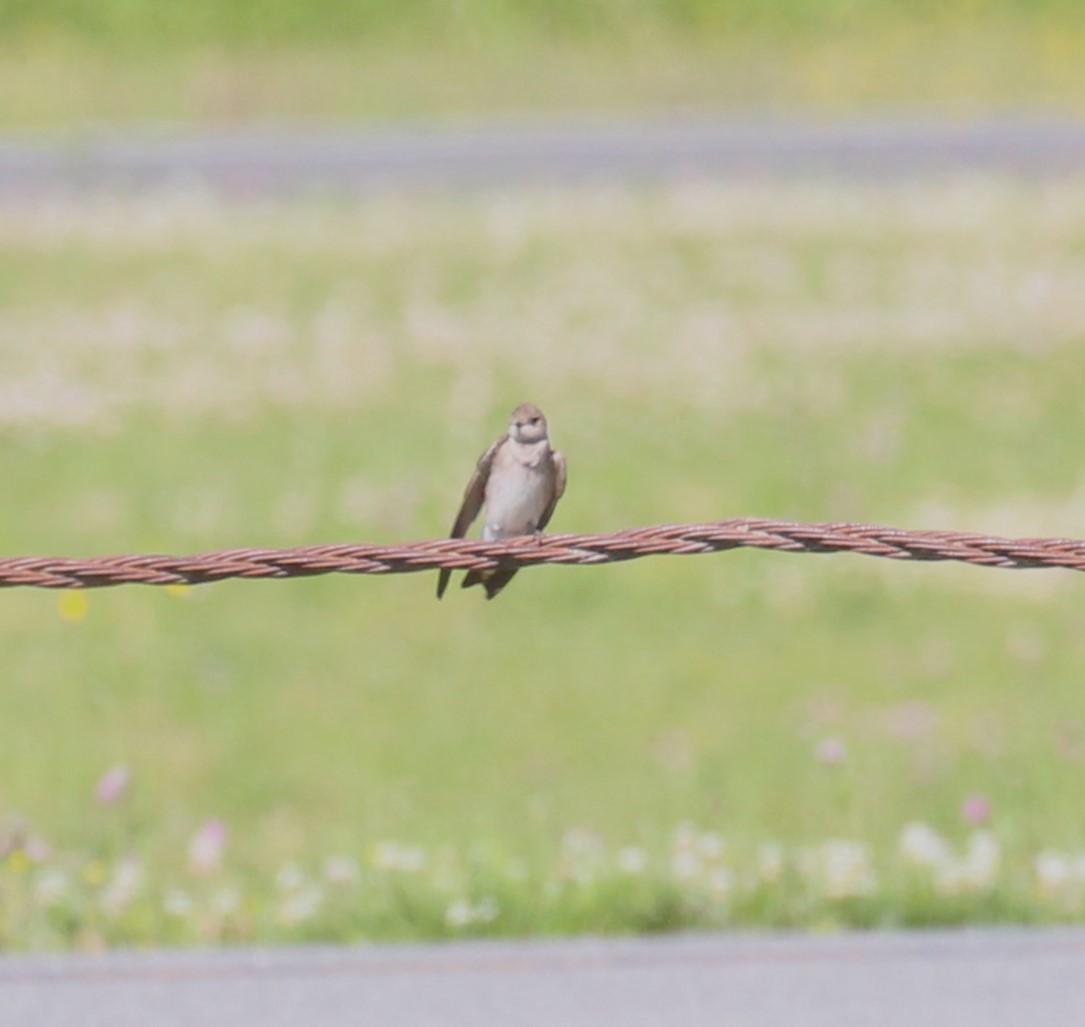 Northern Rough-winged Swallow - ML619975934