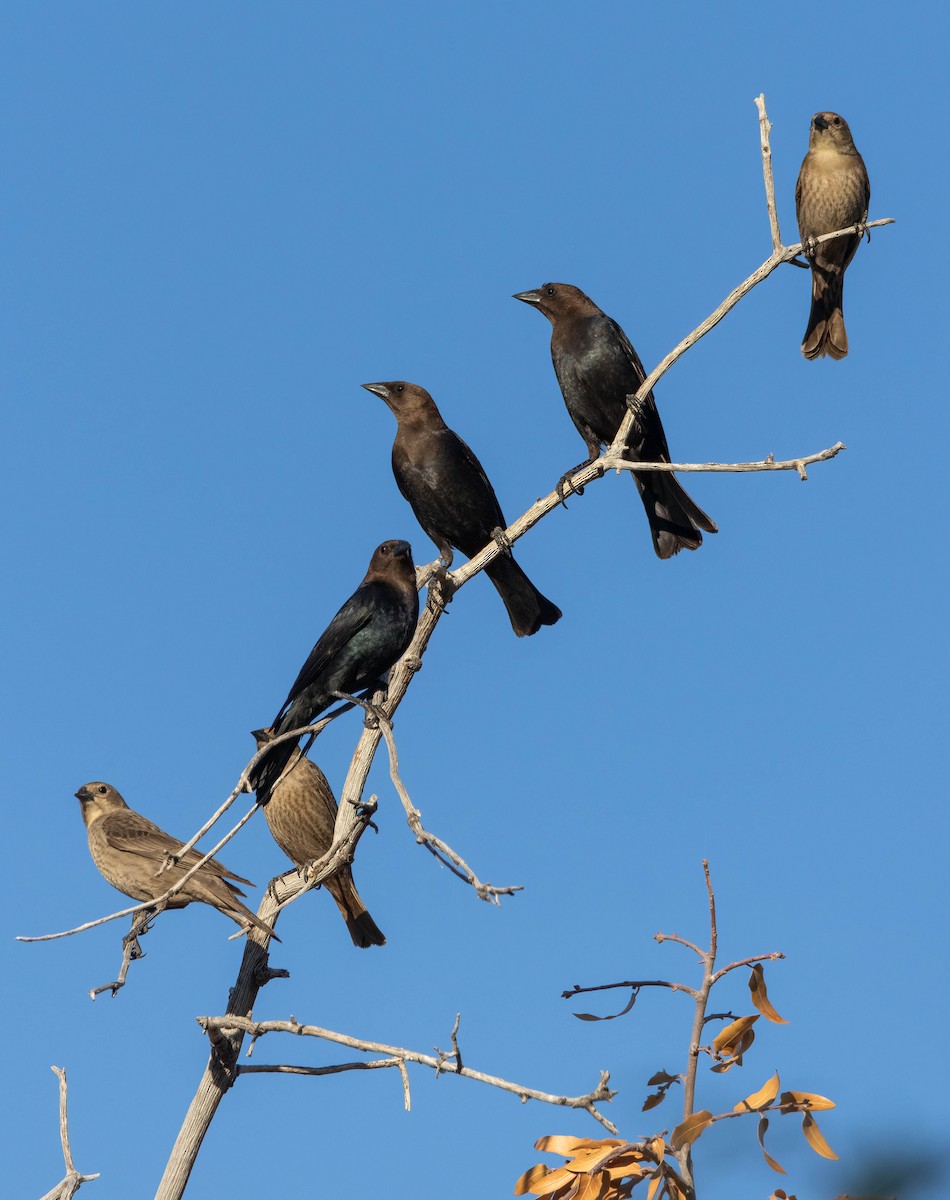 Brown-headed Cowbird - ML619975946