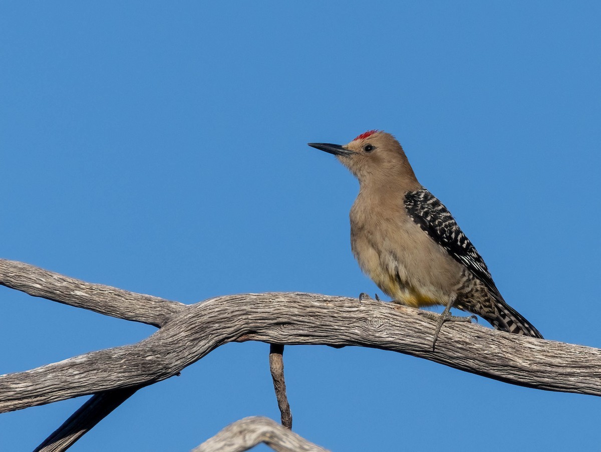 Gila Woodpecker - ML619975952