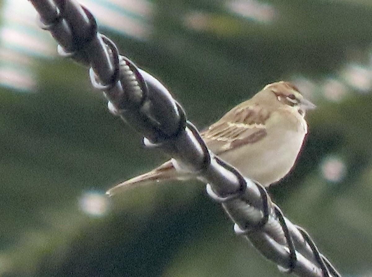 Lark Sparrow - ML619975955