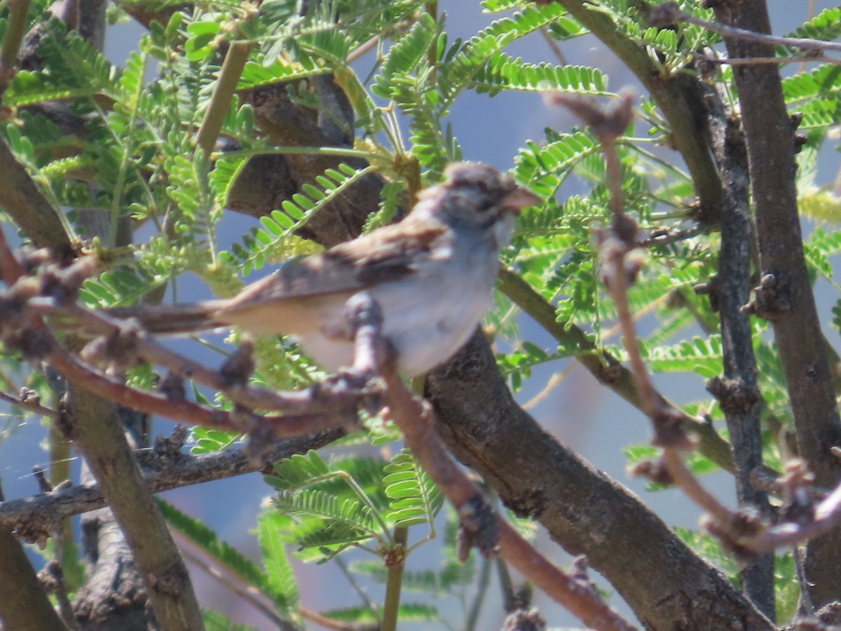 Rufous-winged Sparrow - ML619975963