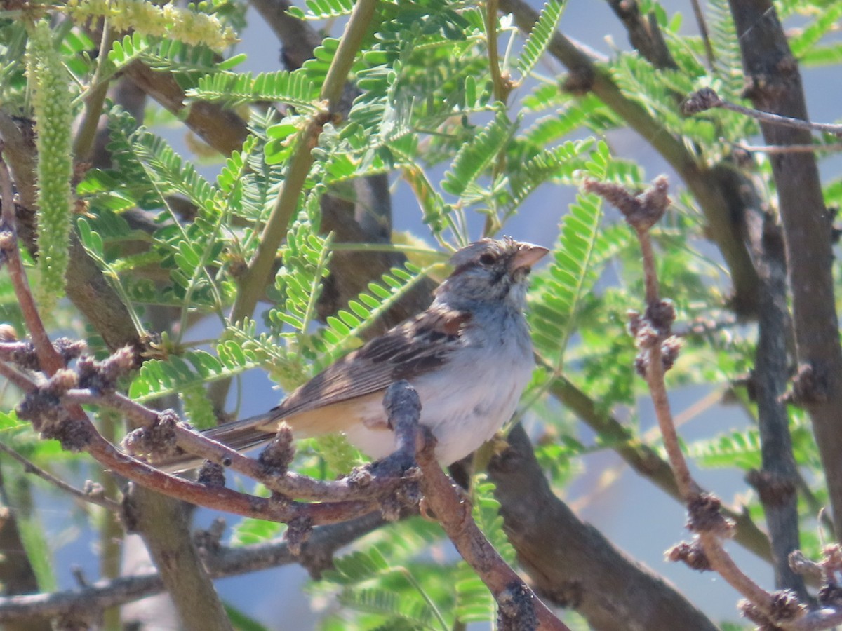 Rufous-winged Sparrow - ML619975966