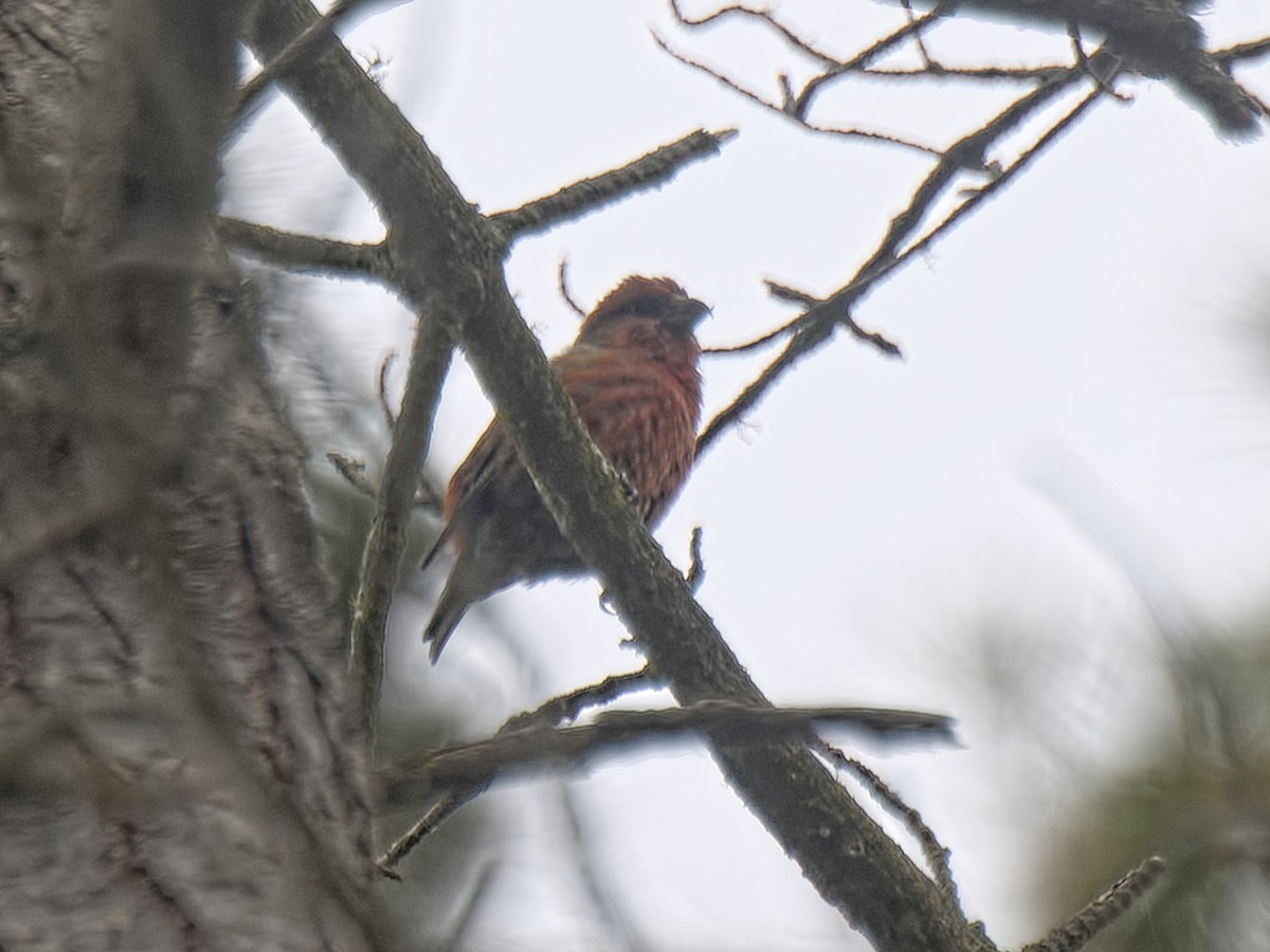 Red Crossbill (Ponderosa Pine or type 2) - ML619975986