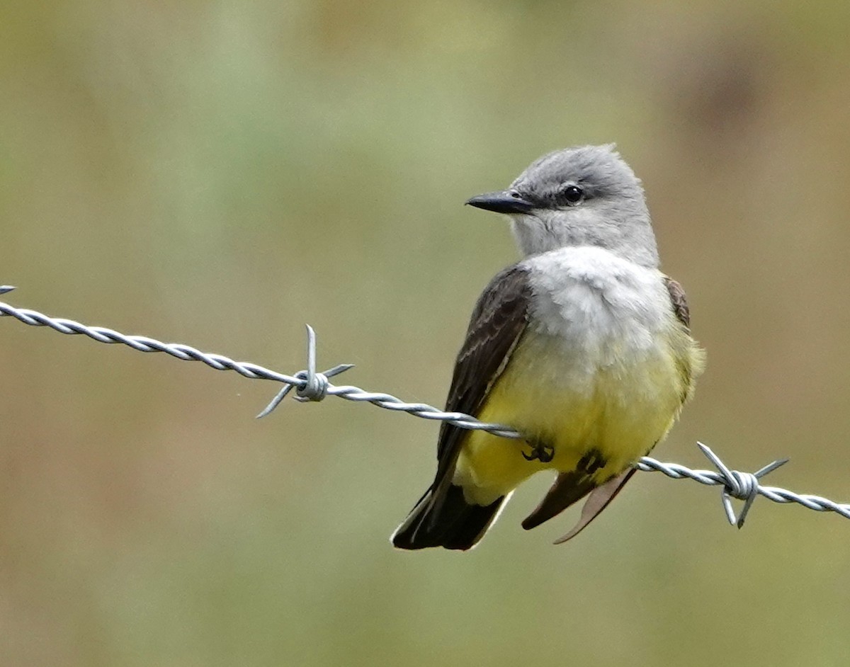 Western Kingbird - ML619975996