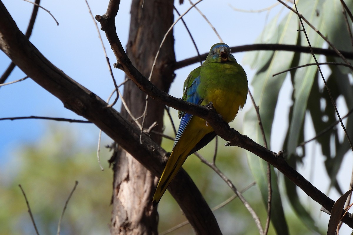Turquoise Parrot - ML619976015