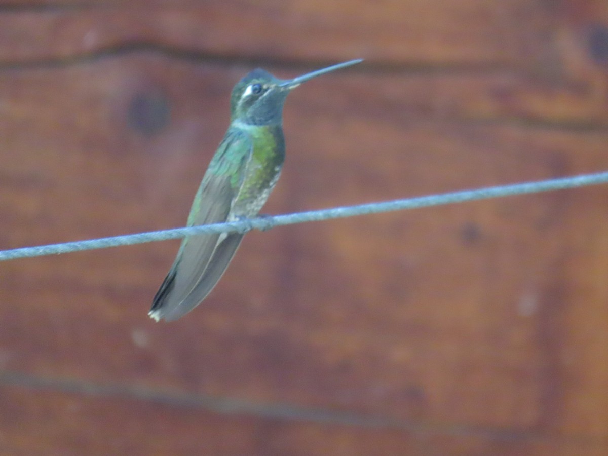 Rivoli's Hummingbird - ML619976023