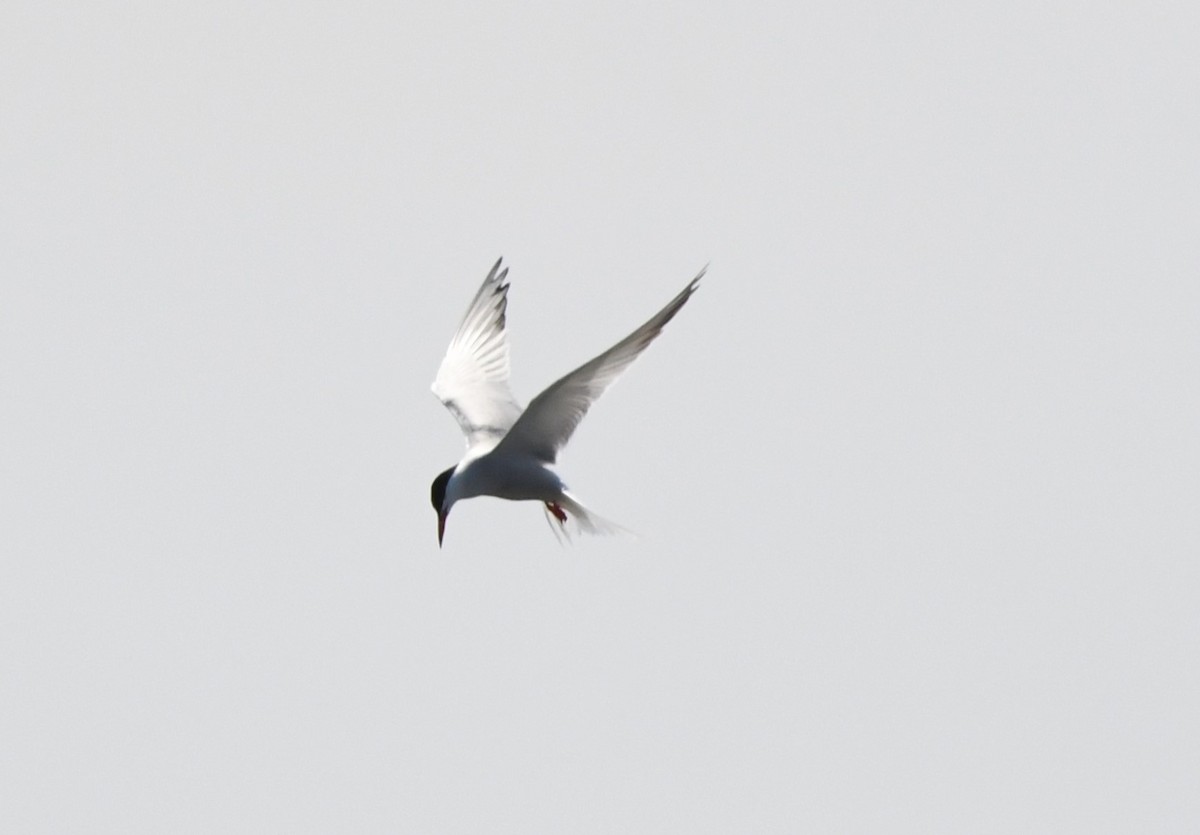 Common Tern - ML619976027