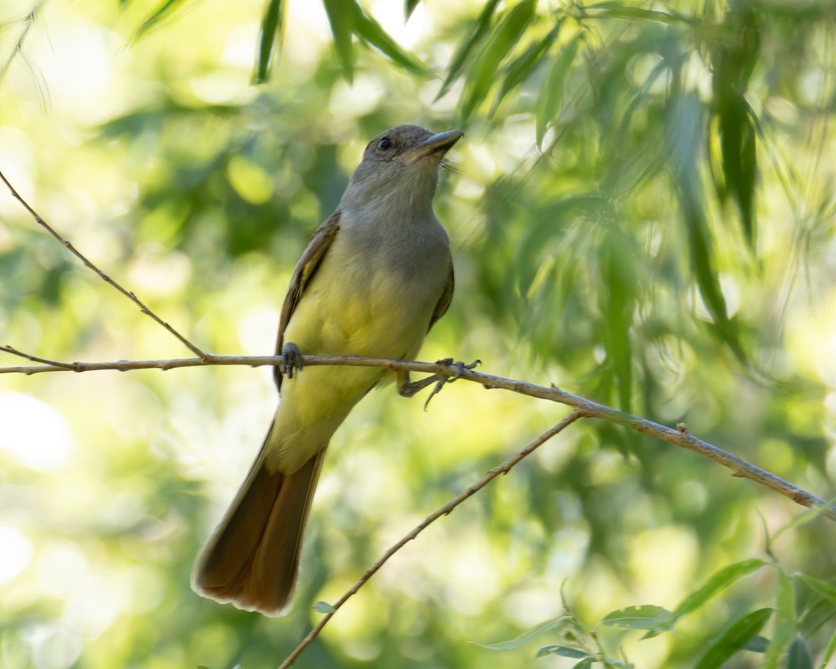 Tropical Kingbird - ML619976042