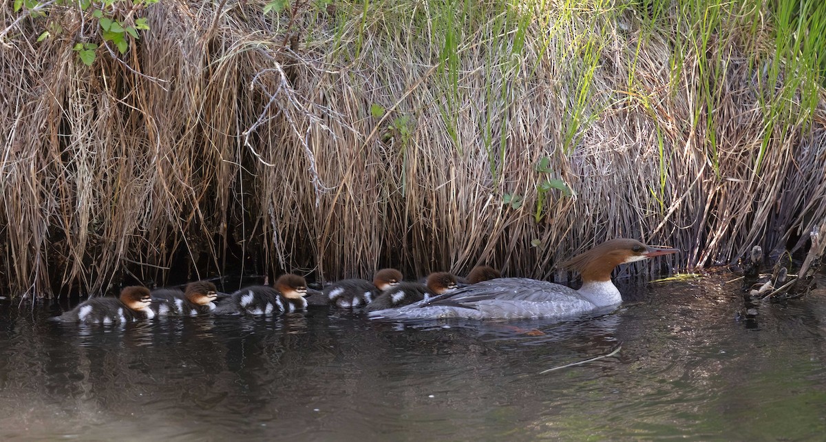 Common Merganser - ML619976054