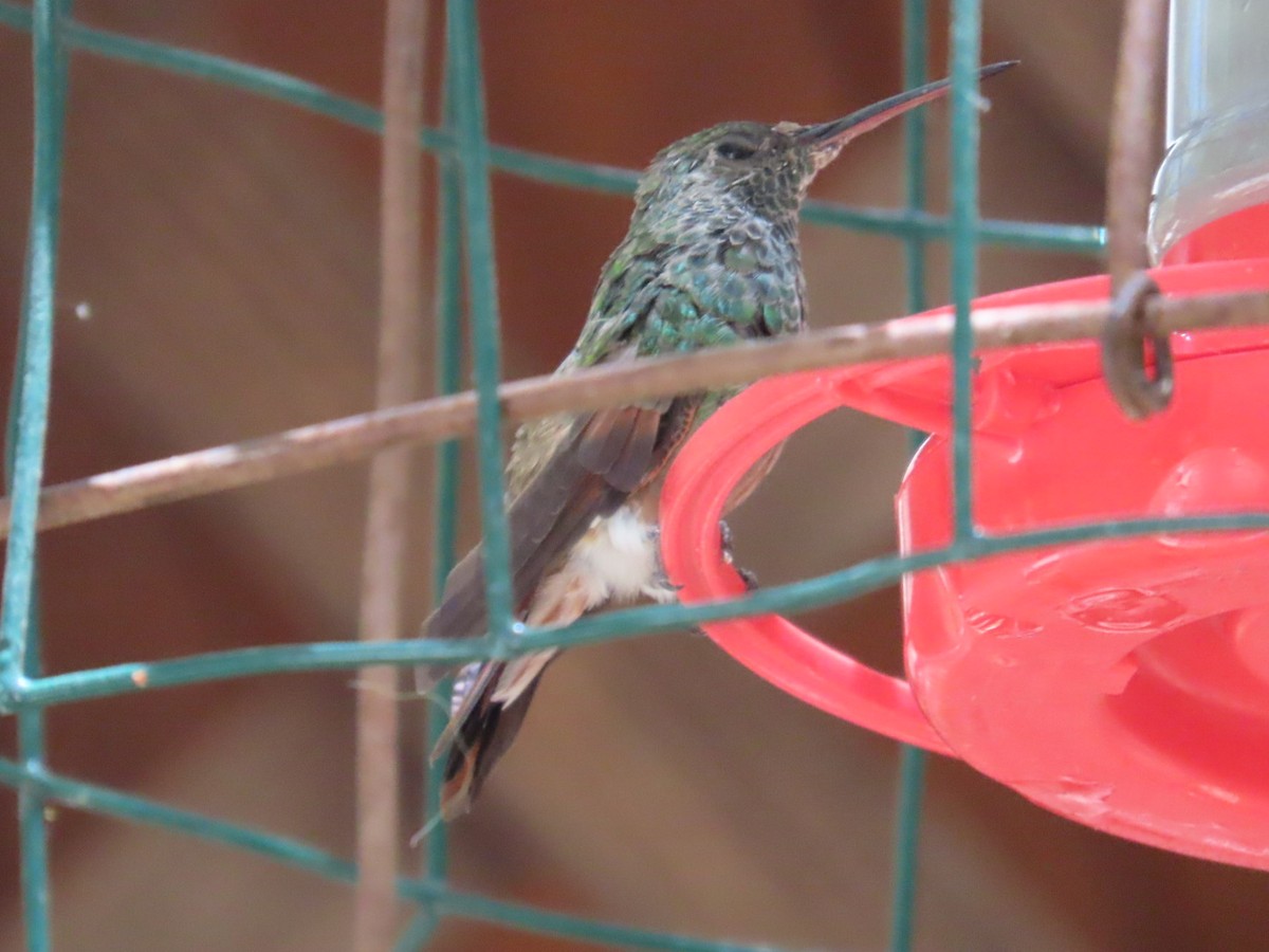 Berylline Hummingbird - ML619976058