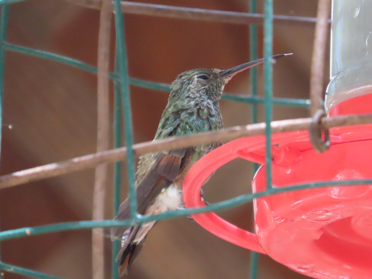 kolibřík mexický - ML619976059