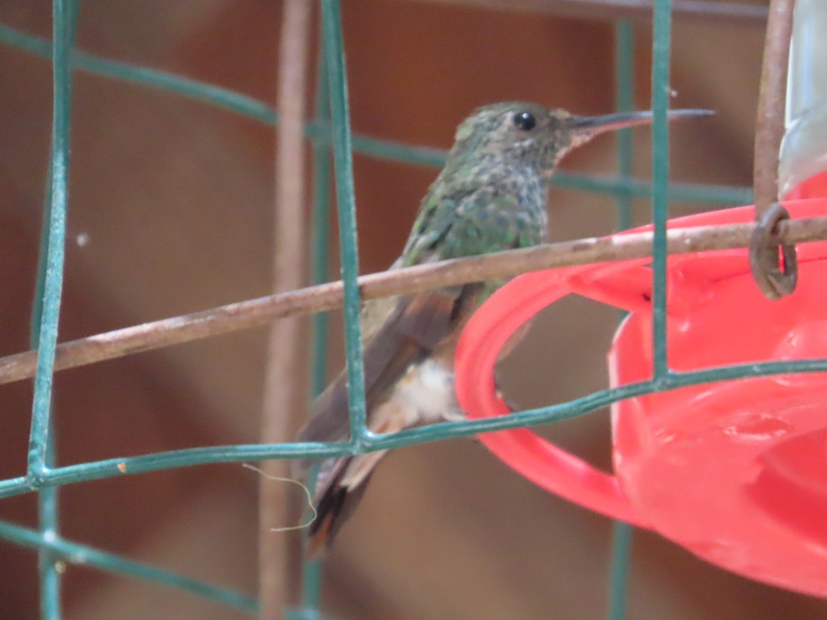 kolibřík mexický - ML619976060