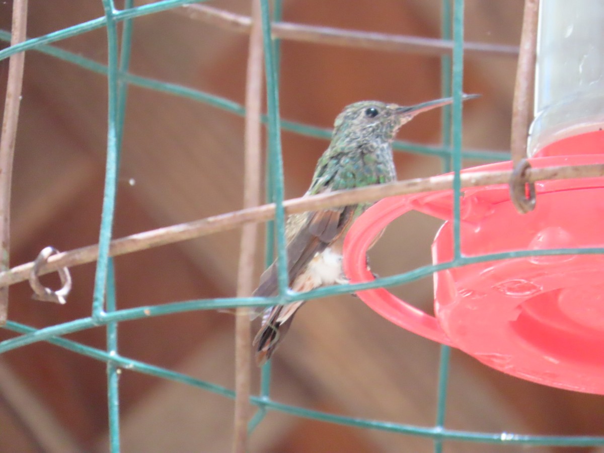 Berylline Hummingbird - ML619976061