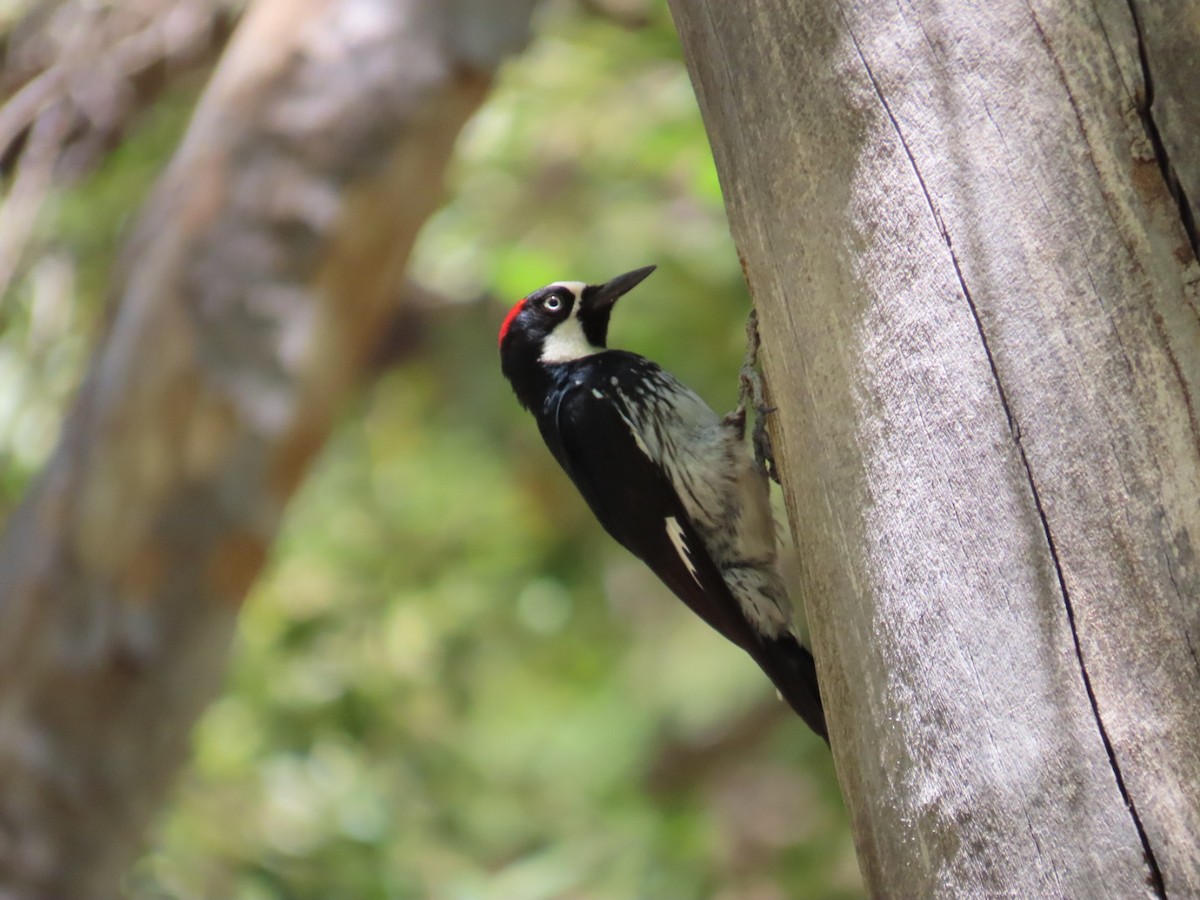 Acorn Woodpecker - ML619976074