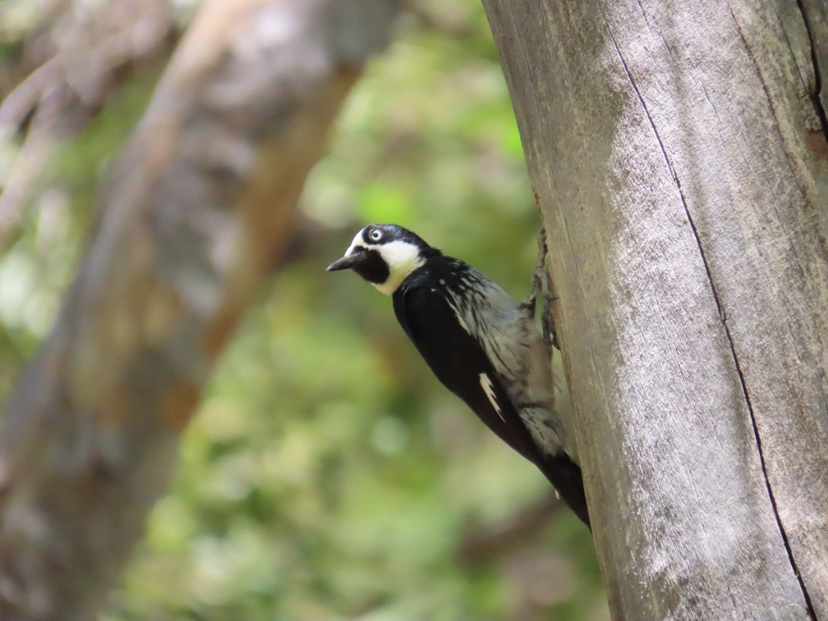 Acorn Woodpecker - ML619976075