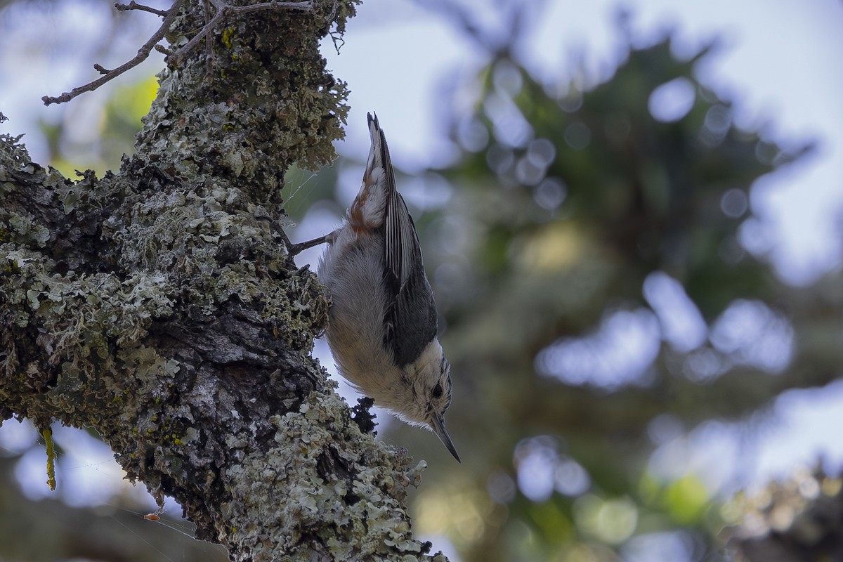 White-breasted Nuthatch - ML619976098