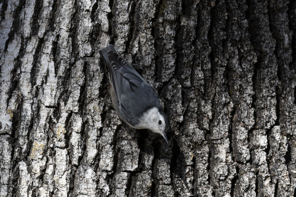 White-breasted Nuthatch - ML619976099