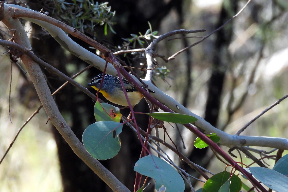 Spotted Pardalote - ML619976120