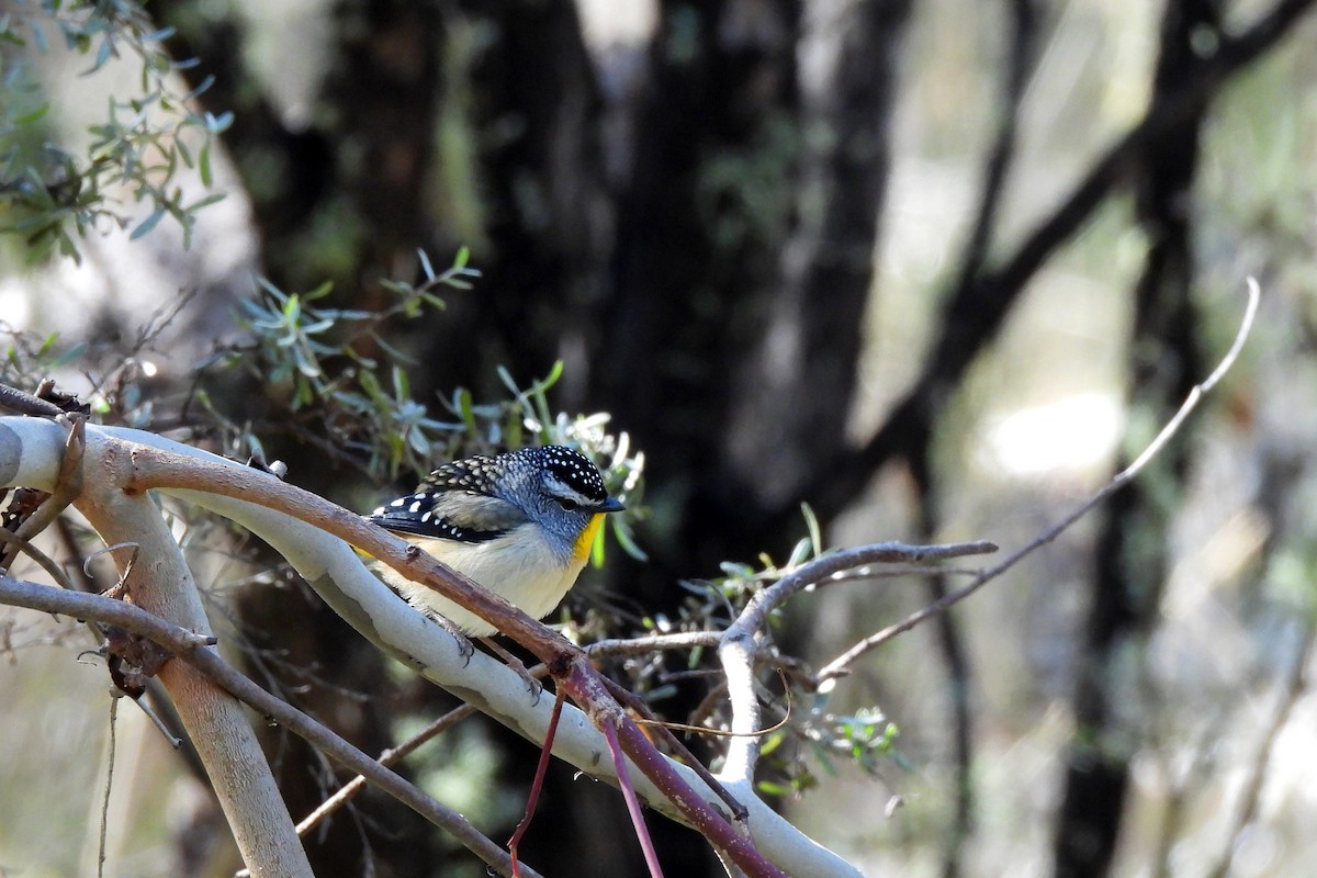 Spotted Pardalote - ML619976121