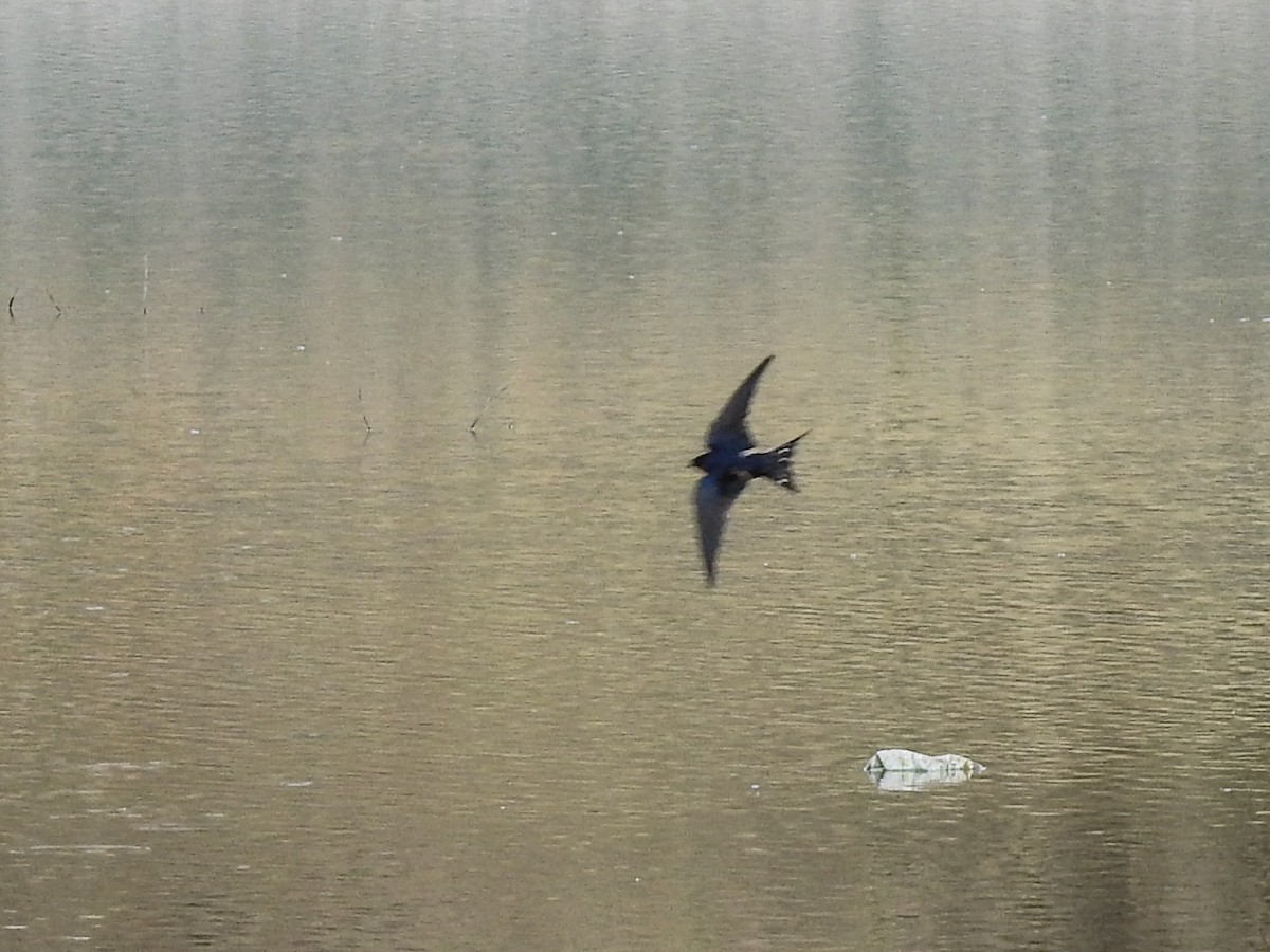 Barn Swallow - ML619976127