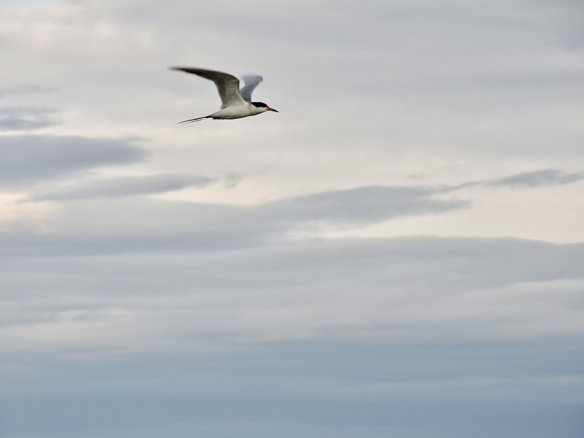 Forster's Tern - ML619976137