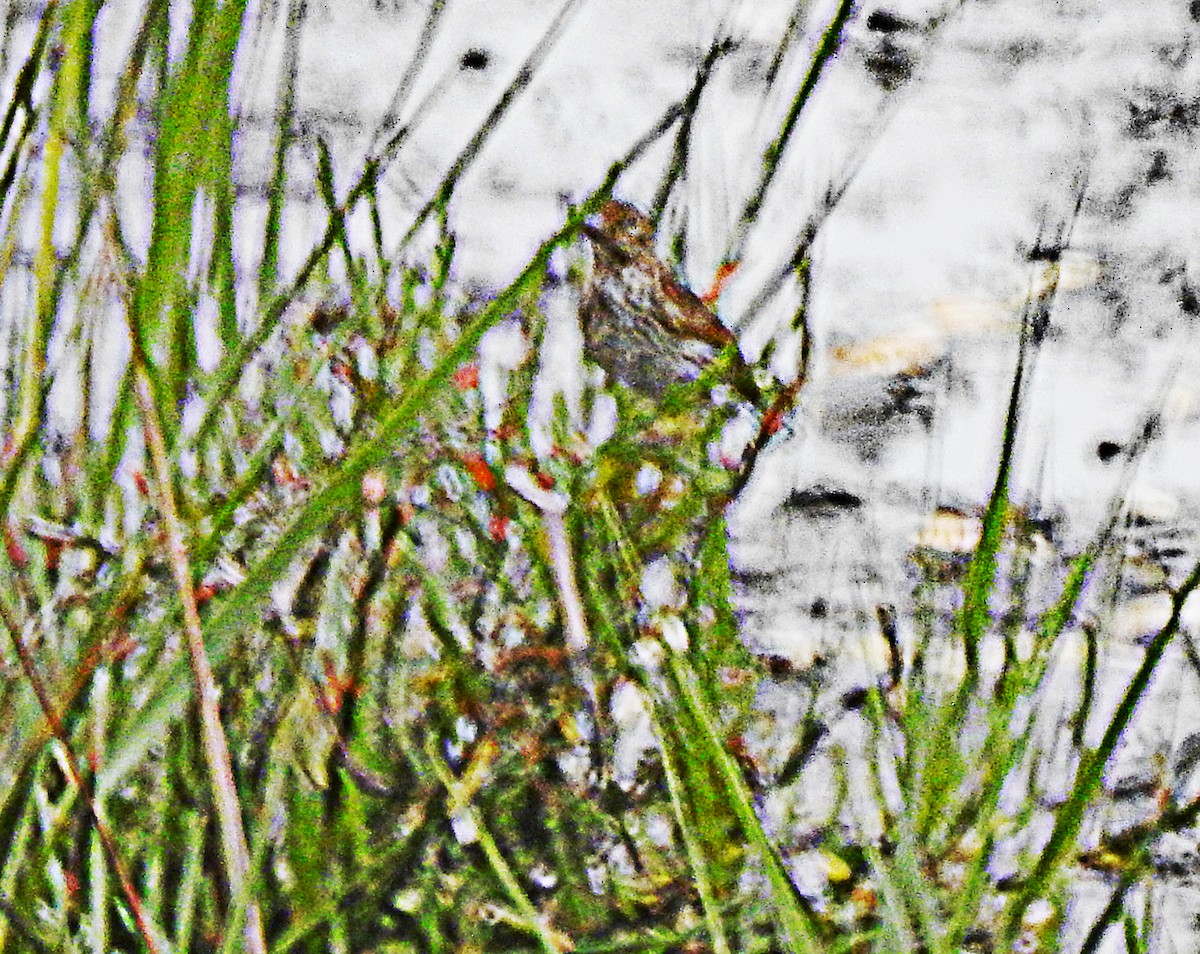 Passerellidae sp. (sparrow sp.) - ML619976142