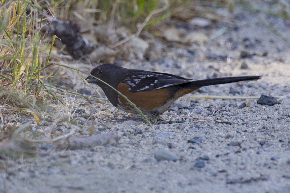 Spotted Towhee - ML619976158