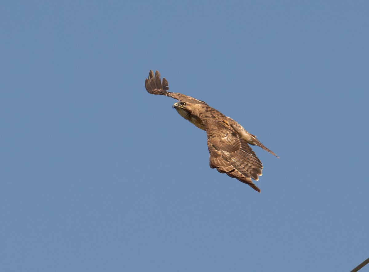 Red-tailed Hawk - ML619976163