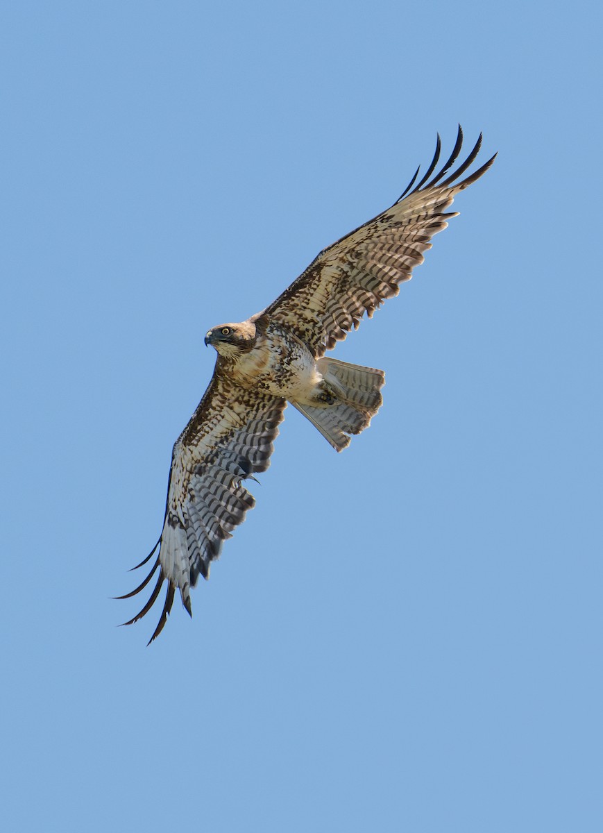 Red-tailed Hawk - ML619976169